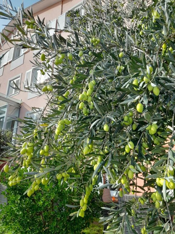 Hotel Kozana Dobrovo Dış mekan fotoğraf